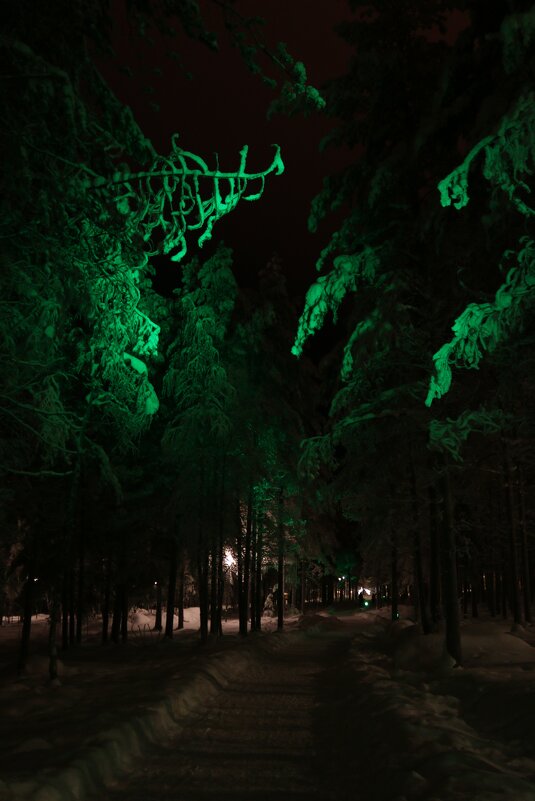 Прогулки по ночному лесу - Ольга 
