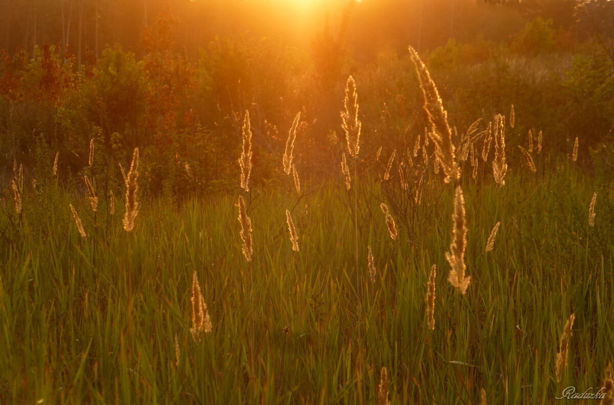 Травинки-былинки на закатном солнышке - Raduzka (Надежда Веркина)