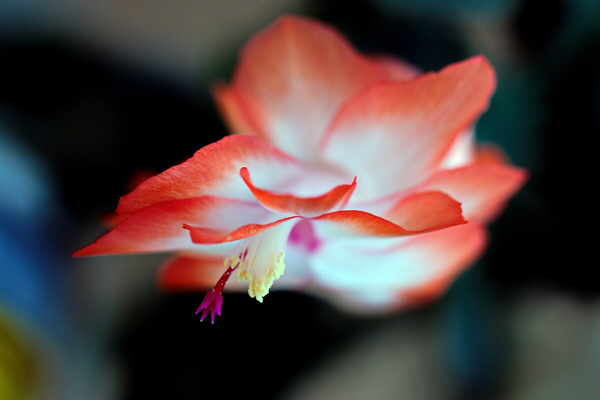 Цветочек в цветочке - M Marikfoto