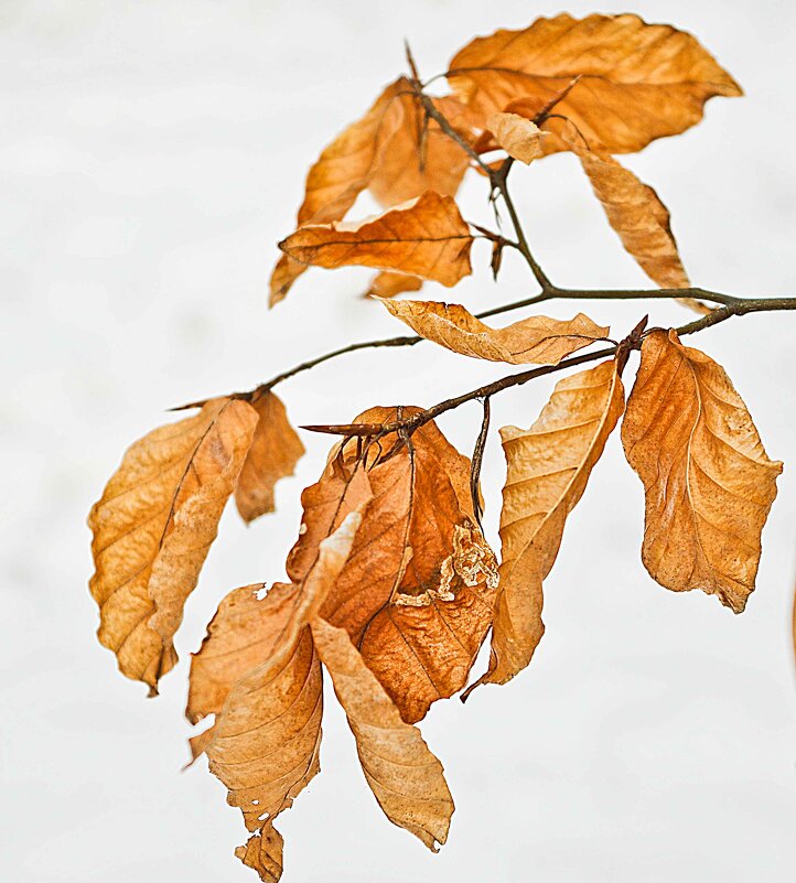 зимние листья - юрий иванов 