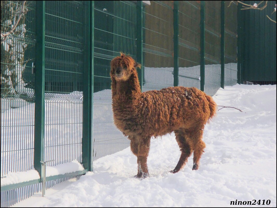 Зима в ростовском зоопарке - Нина Бутко