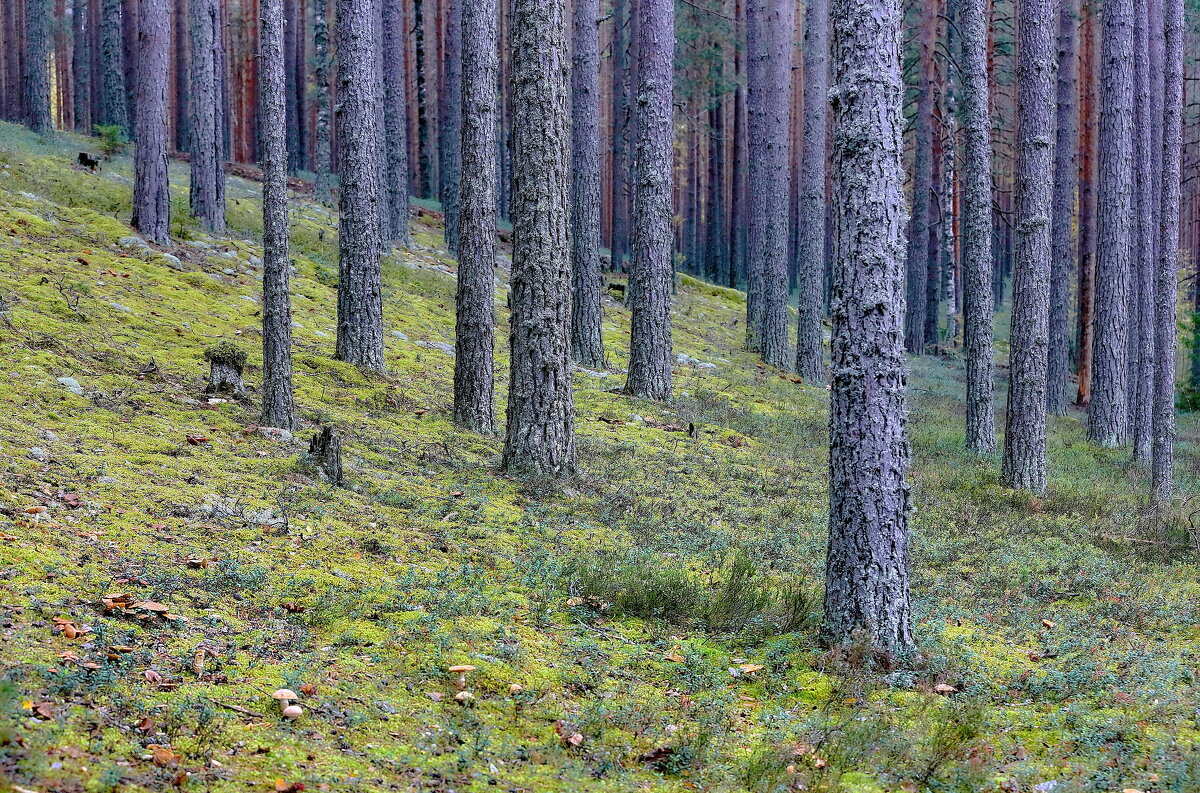 мачтовый лес - Andrey Bragin 