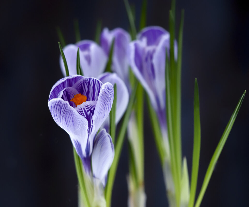 crocuses - Zinovi Seniak