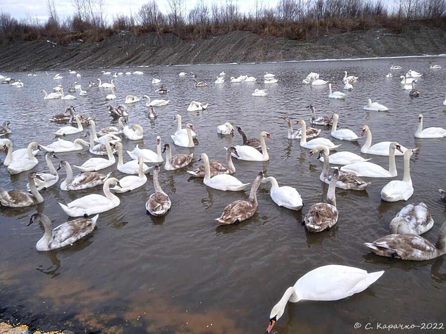 Буковина тут не замерзає озеро зимують Лебеді - Степан Карачко