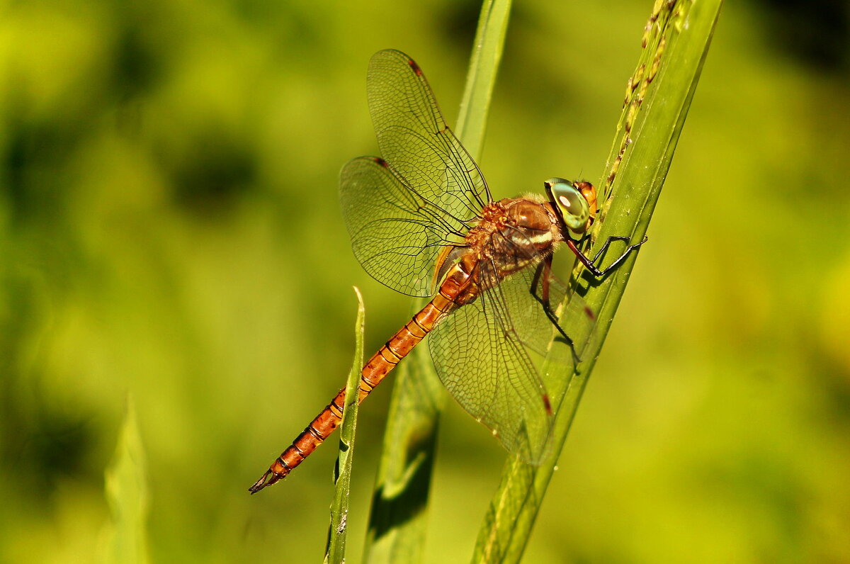 ...dragonfly... - Александр Герасенков