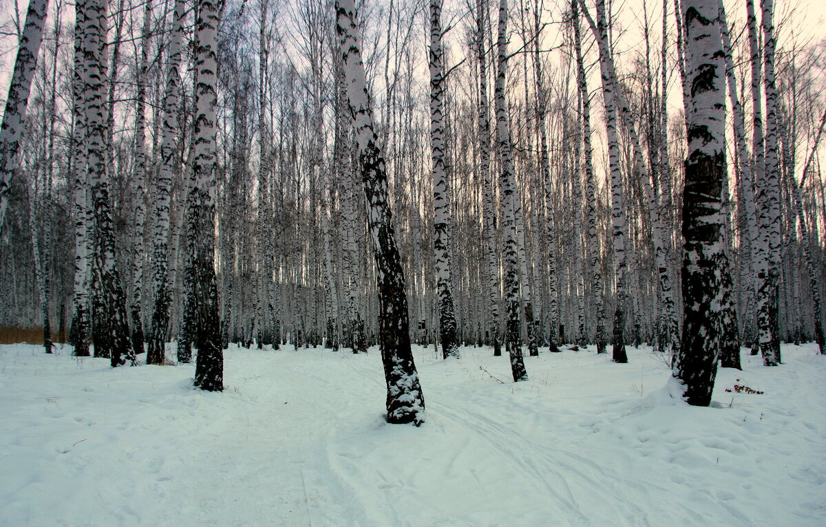 Зима в березовой роще - Нэля Лысенко