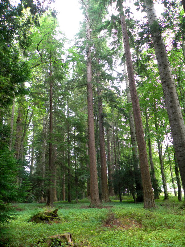 В роще Дианы растут самые высокие деревья в Великобритании. - Галина 
