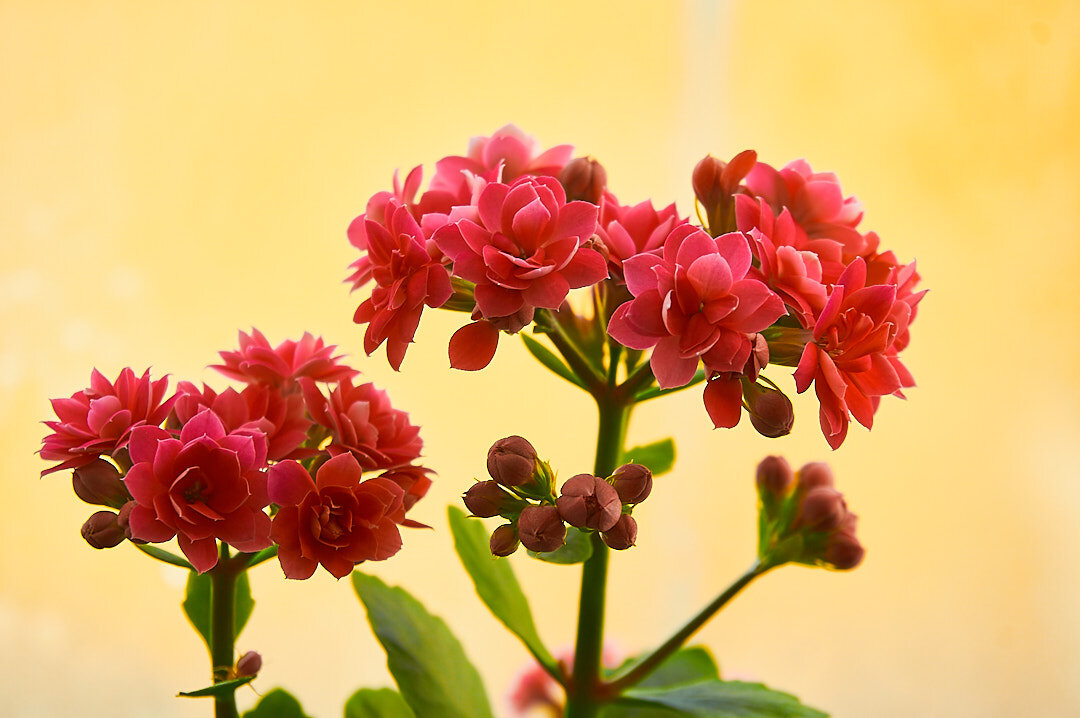 Kalanchoe blossfeldiana - Владимир Башко