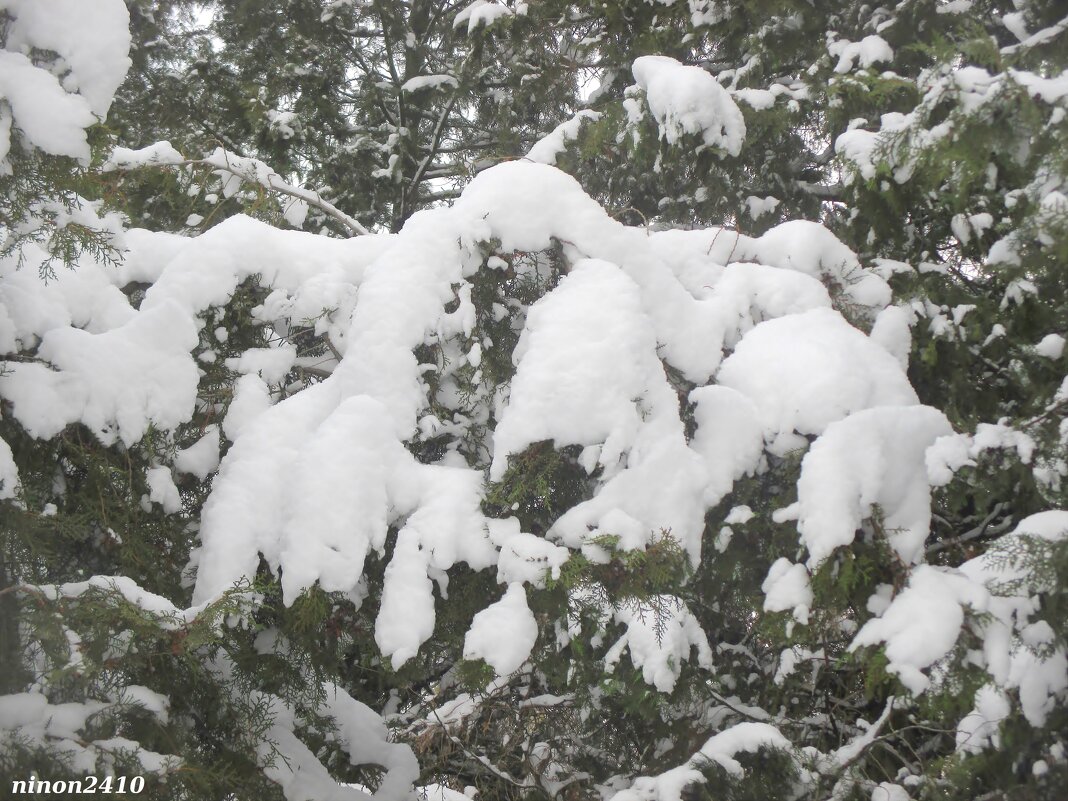 Снежные лапы зимы - Нина Бутко