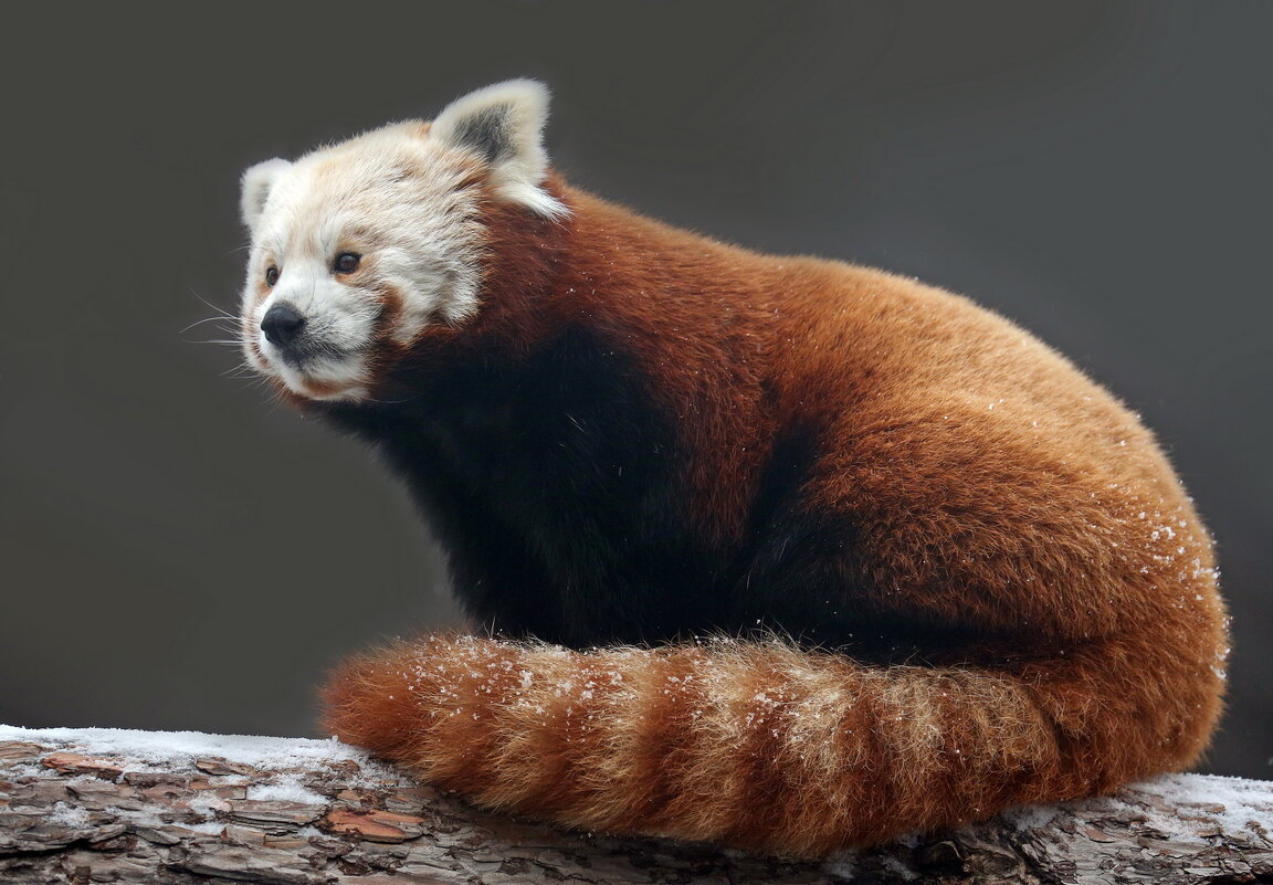 Красная панда - Михаил Бибичков
