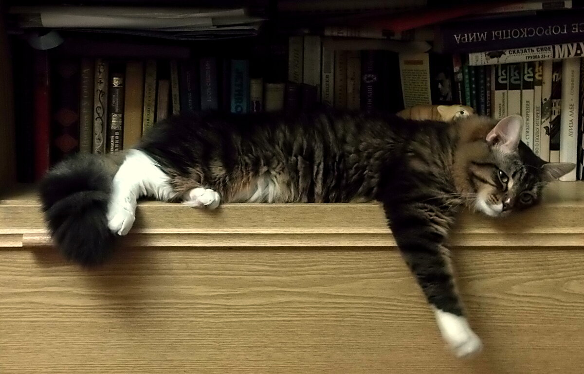 Кот книголюб - Елена 