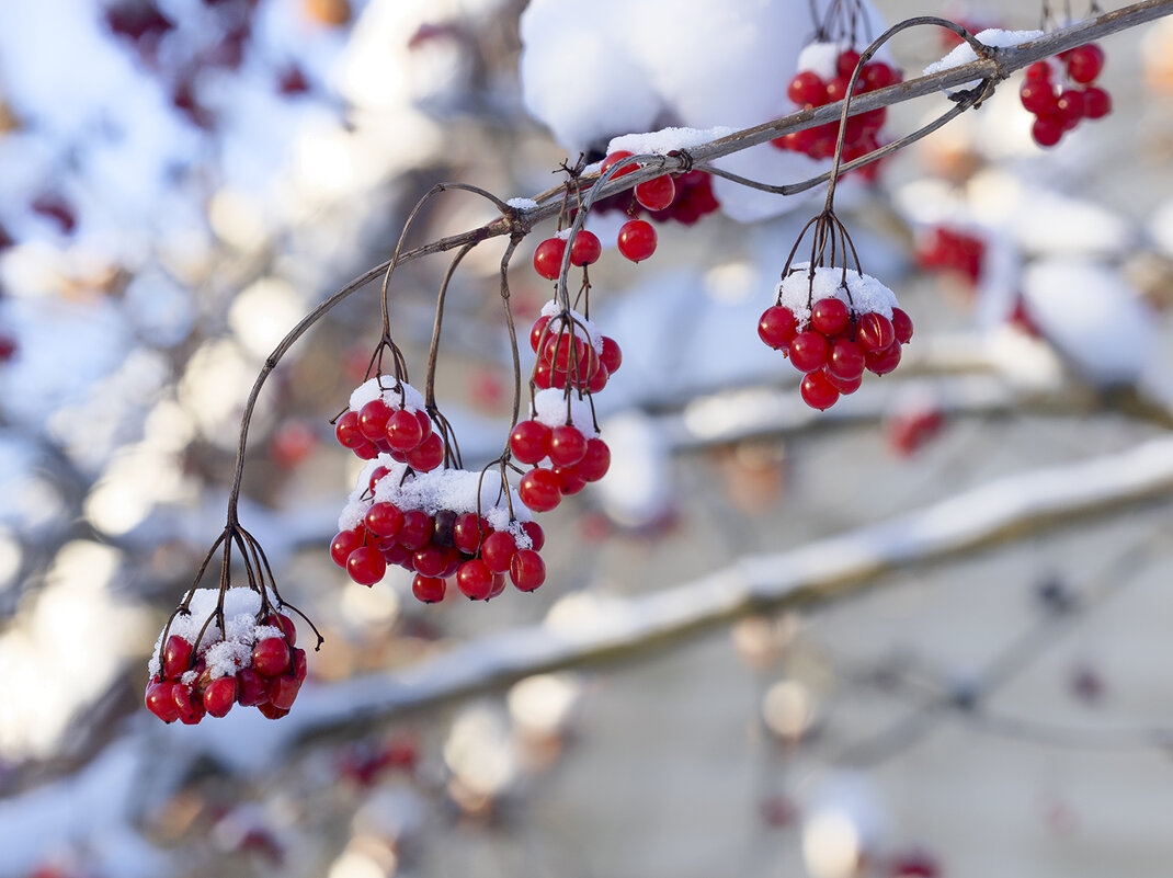 viburnum - Zinovi Seniak