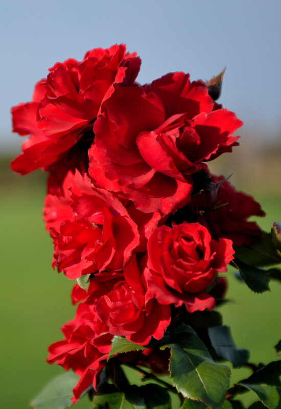 розы в октябре...  #2 - Андрей Вестмит