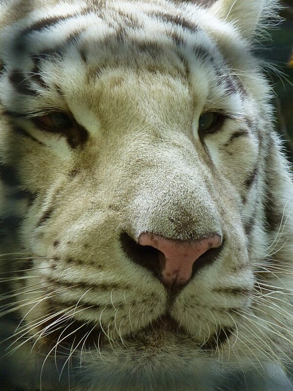 Белый бенгальский тигр - Лидия Бусурина