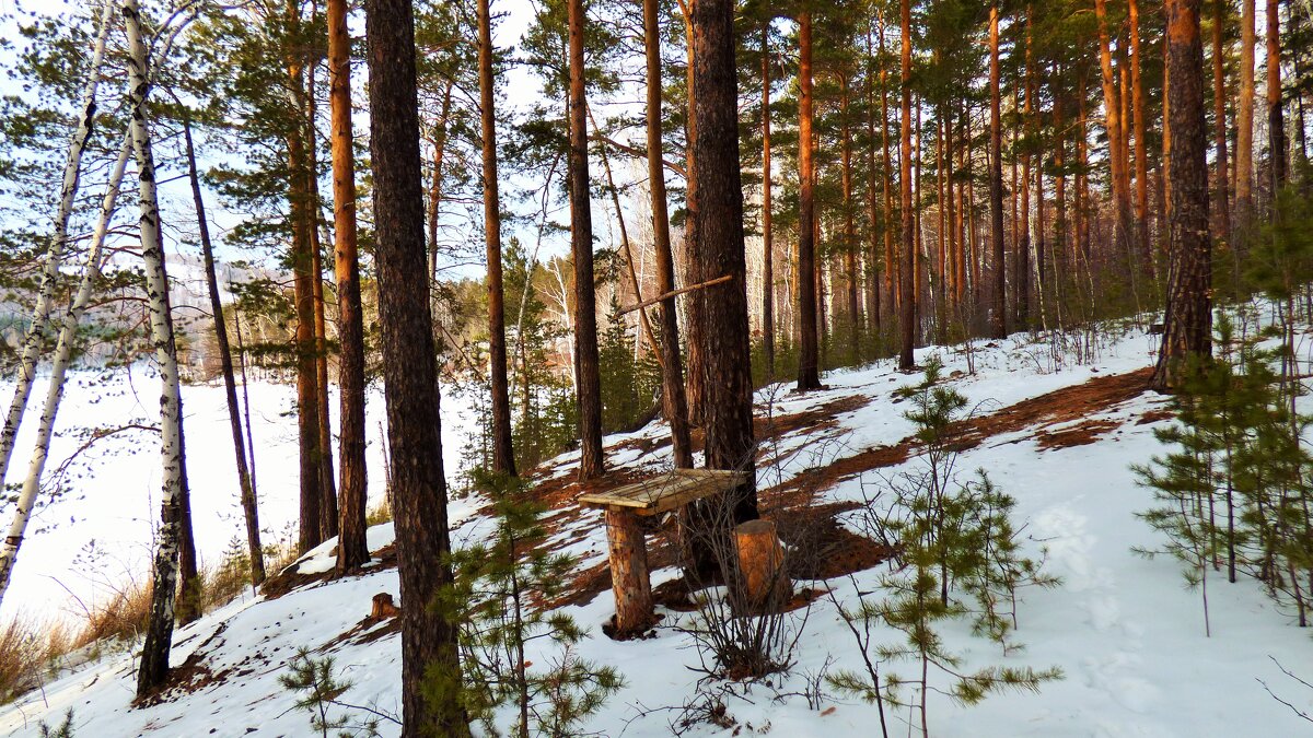 В зимнем лесу - Oksana ***