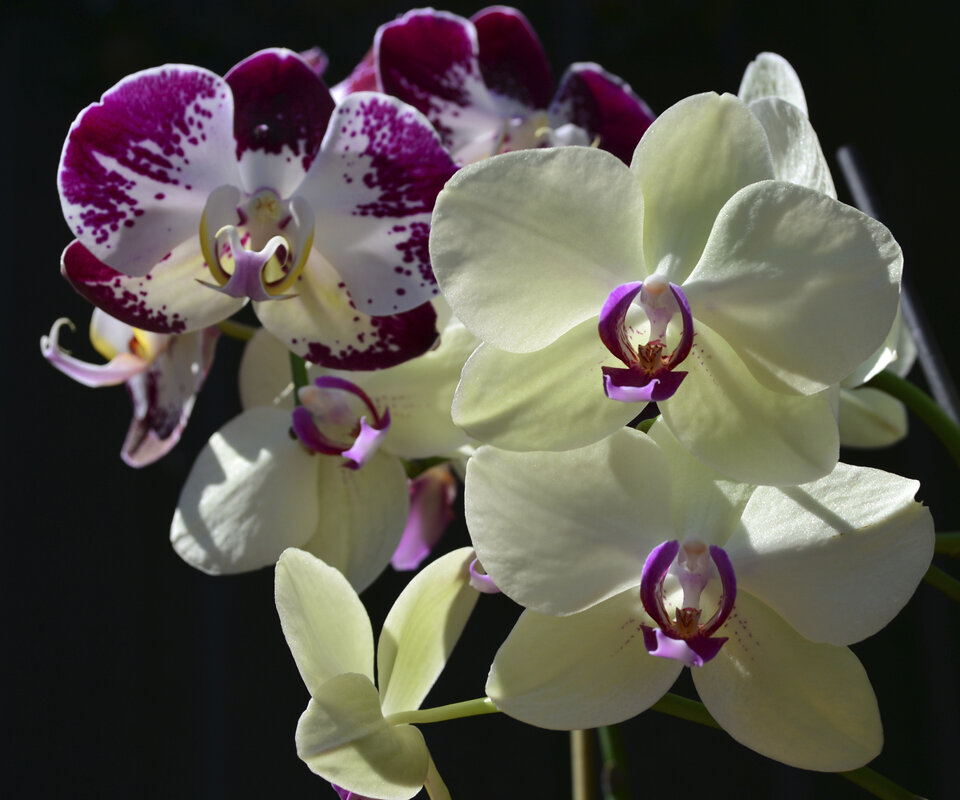 Орхидея грациозна, нежной хрупкости полна... - Тамара Бедай 