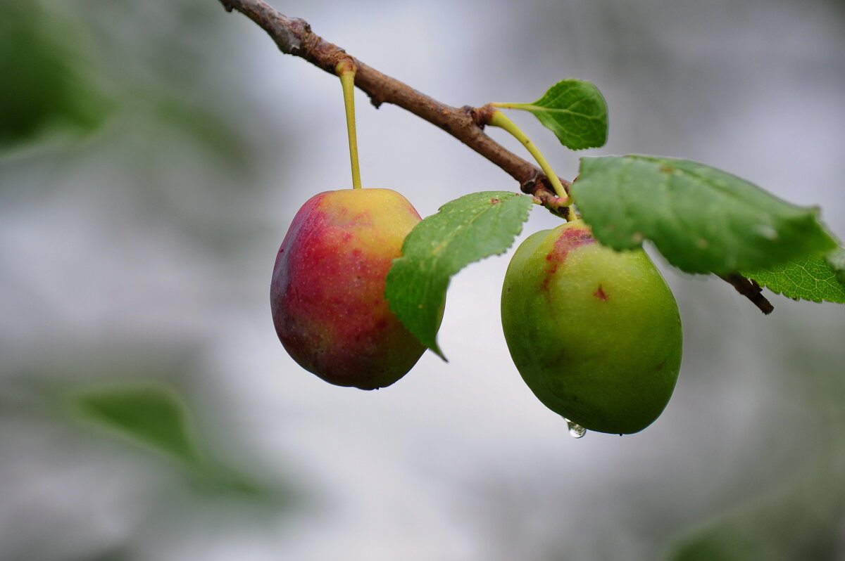 Райские яблочки - Александр 