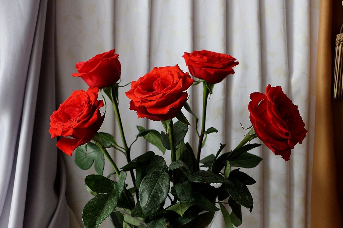 Яркие розы в февральский день - Надежд@ Шавенкова