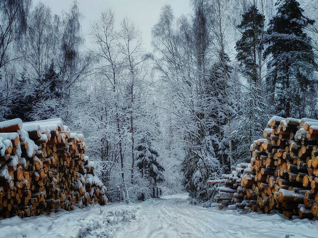Зимний лес - Виктор Изотов