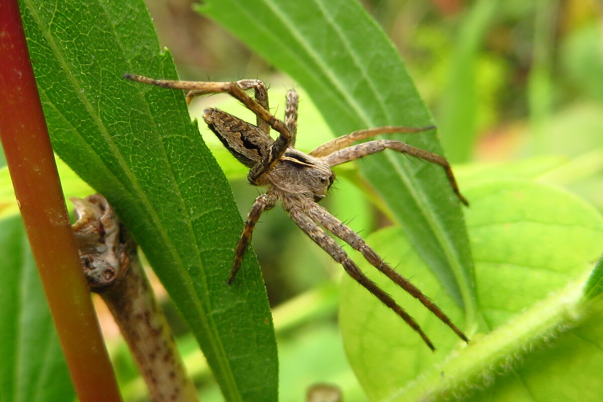 Пизаура удивительная (Pisaura mirabilis) - Ivan Vodonos