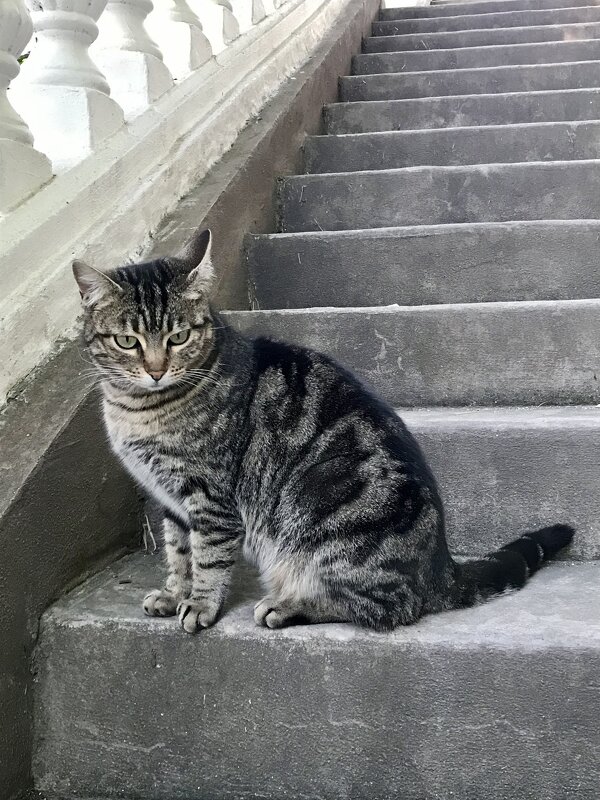 Кот на лестнице - Pippa 