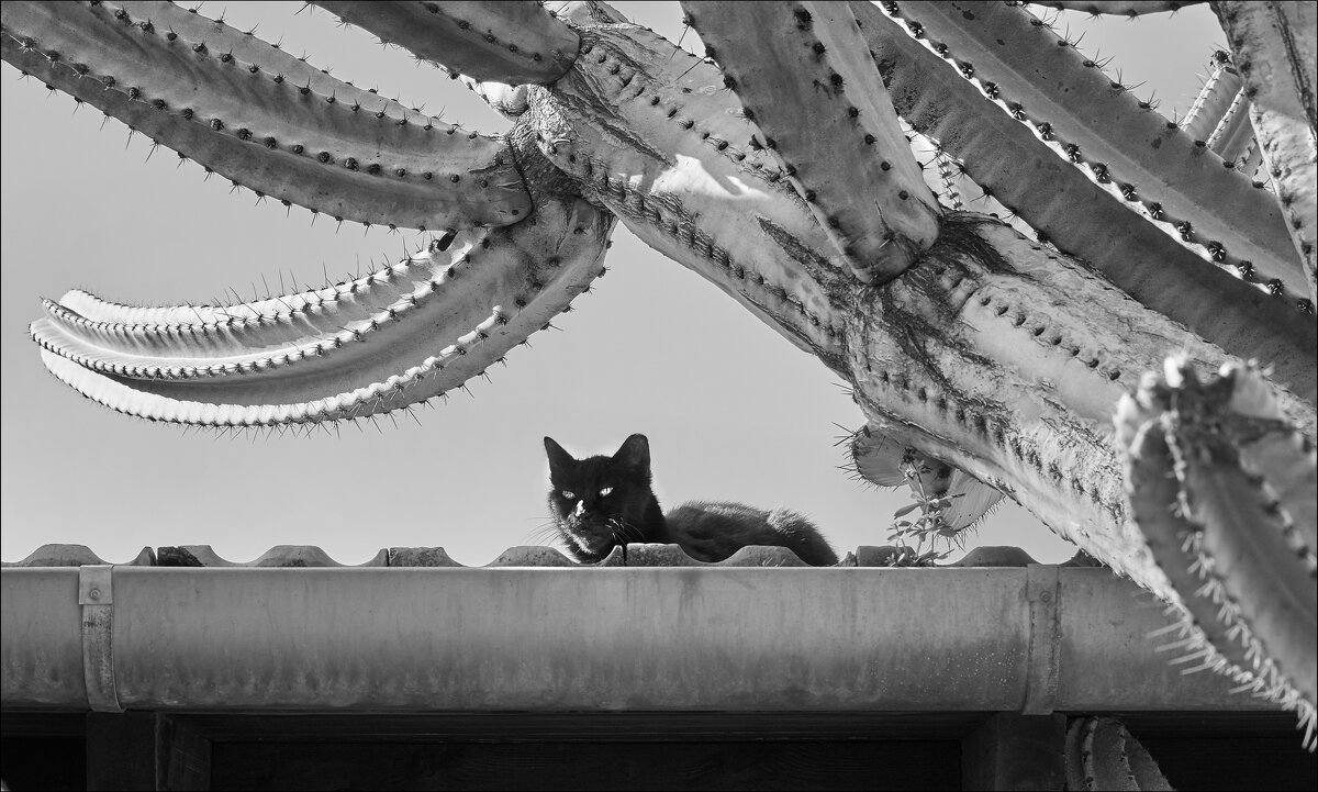 Время Чёрного Кота. - Валерий Готлиб