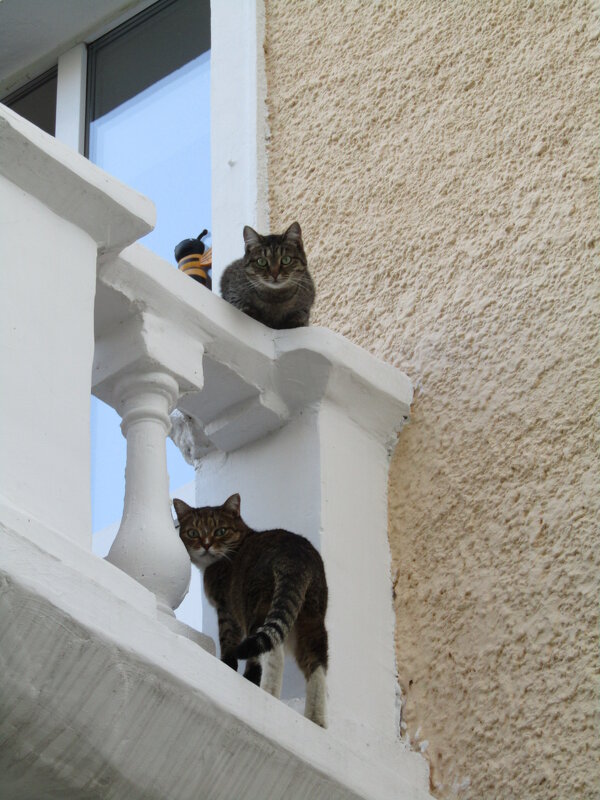 Коты на балконе. - Иван Обожин