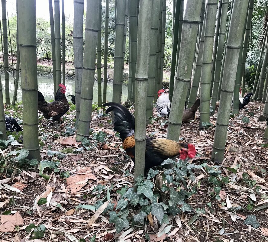 Куры в бамбуковом лесу - Pippa 