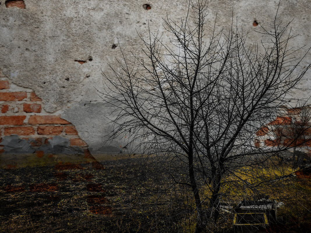 Дерево на фоне кирпичной стены - Юлия Денискина