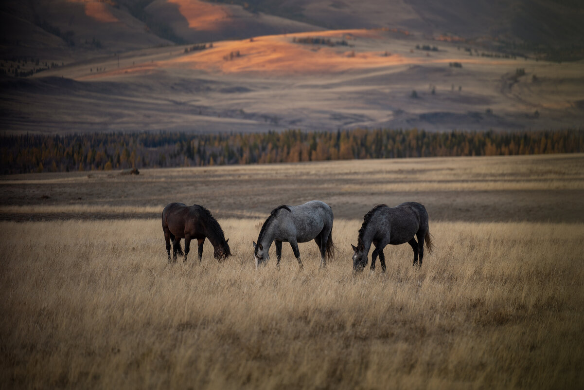 Алтайские лошадки - Кассандра Мареева