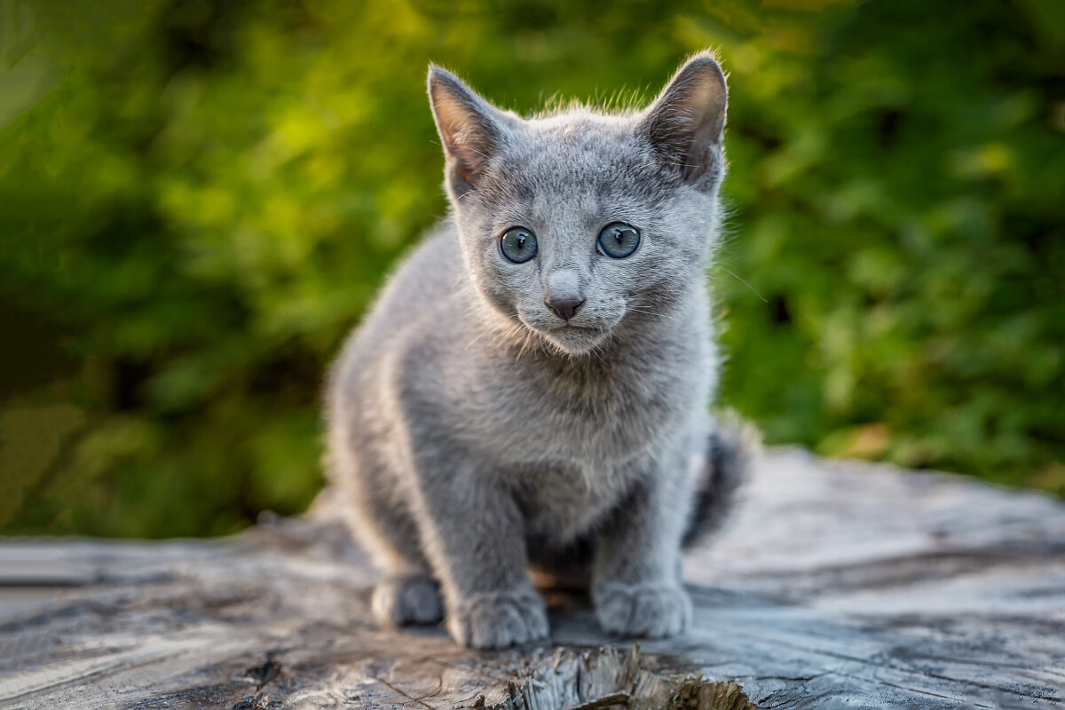 Котята, русская голубая 1 мес 3 нед. Питомник Гиперборей фото 3. - Герман Воробьев