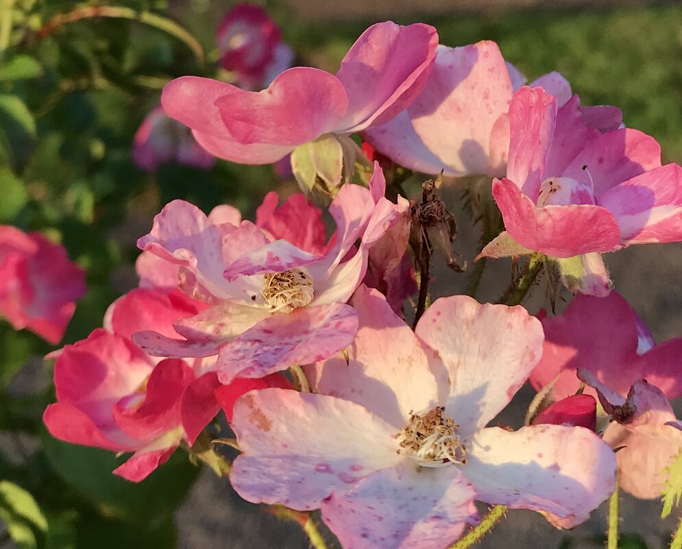Акварельные розы - Pippa 