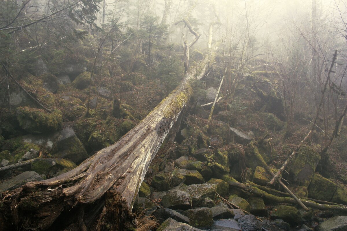 Туманный лес - Эдуард Куклин