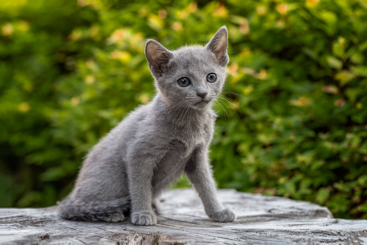 Котята, русская голубая 2 мес 1 нед. Питомник Гиперборей фото 14. - Герман Воробьев