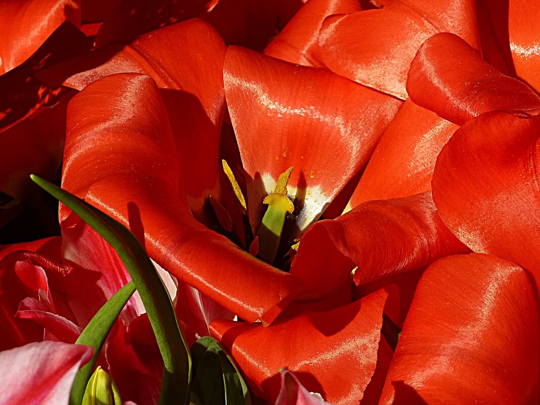 Пылают счастьем красные тюльпаны - Лидия Бусурина