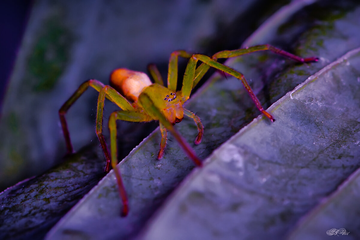 Зелёный паук в хосте - Владимир Шамота