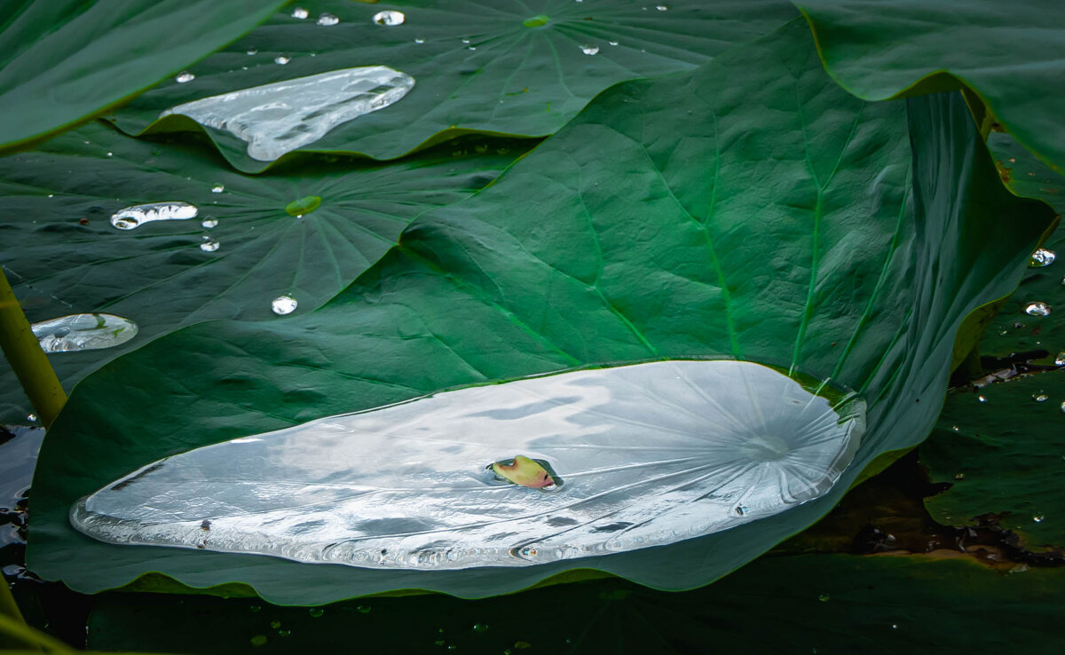Озеро в листе - Игорь Иванов