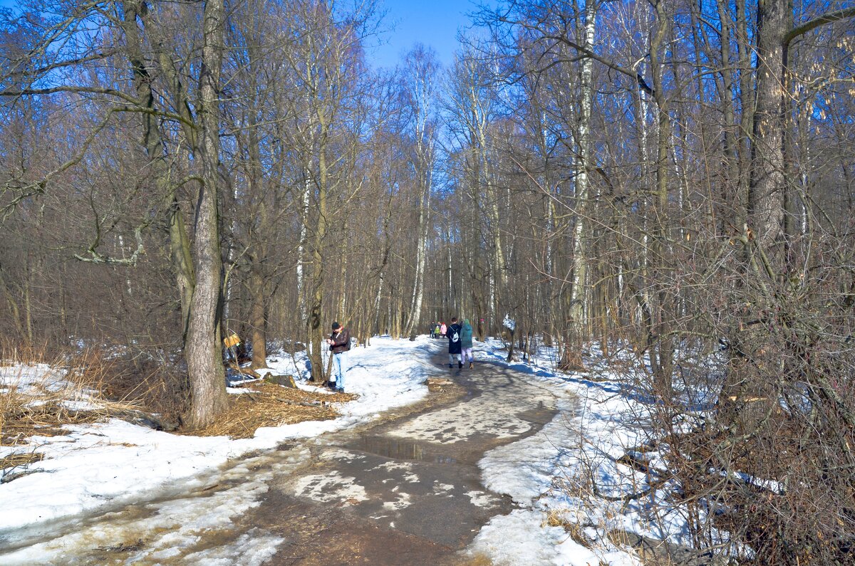 Пленэр в мартовском лесу - Oleg4618 Шутченко
