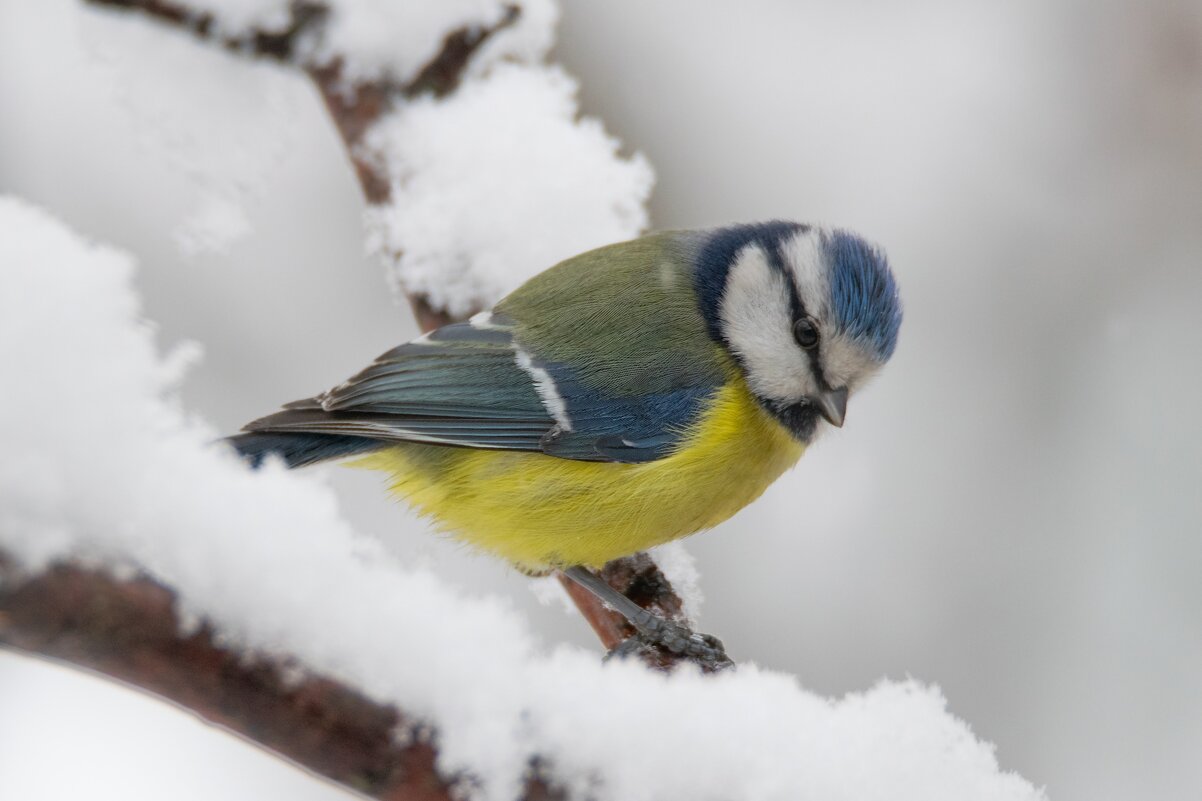 Лазоревка (лат. Cyanistes caeruleus) - Денис Ветренко