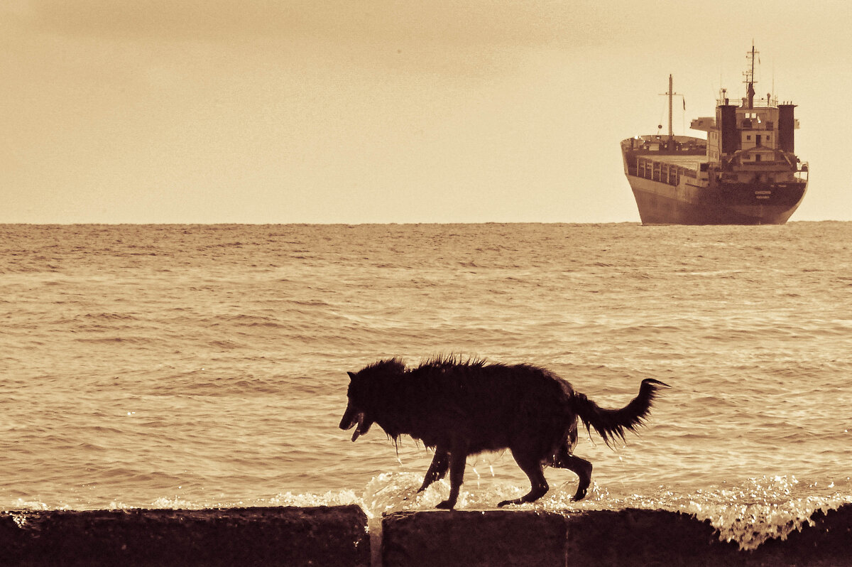 Собакен на море - Sssergeo 