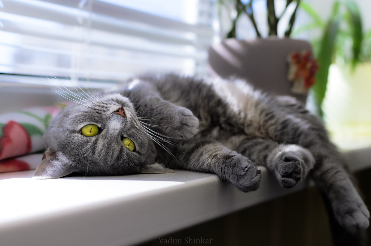 Кошка Люська под весенними лучами солнца - Вадим Фотограф