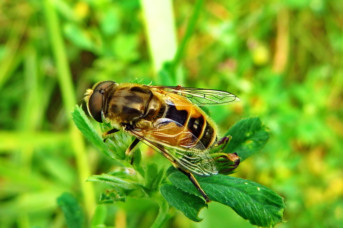 Пчеловидка рощевая · Eristalis cf. arbustorum · ad. ♂ - Ivan Vodonos