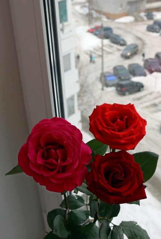 Розы в снежном городе - Ольга 