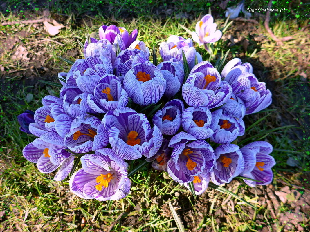 Солнечного радостного мирного апреля, дорогие друзья! - Nina Yudicheva