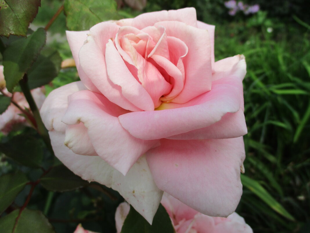 Роза чайно-гибридная Фламинго. - Татьяна Ф *