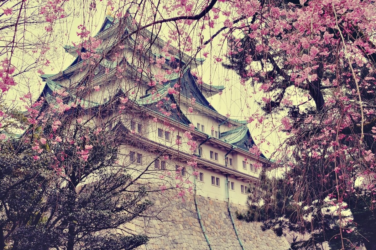 Сакура и "Замок Нагоя" Нагоя Япония - wea *