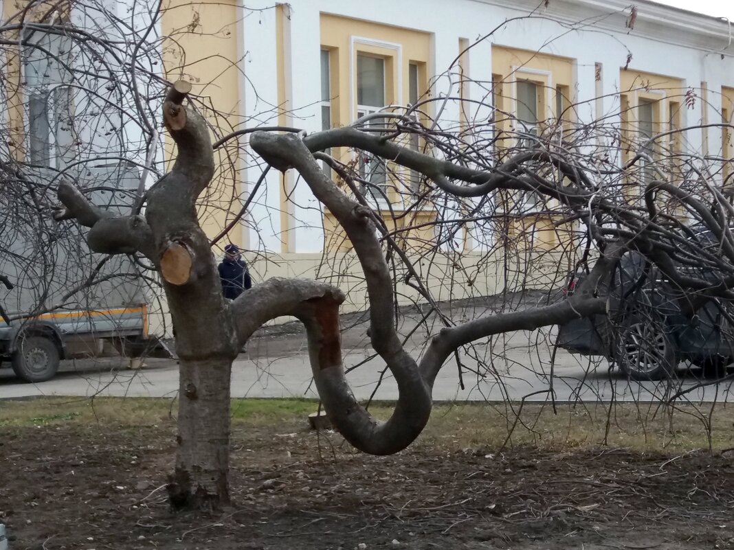 Вот такое дерево - Galina Solovova
