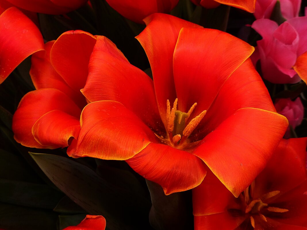 Красные тюльпаны - Лидия Бусурина