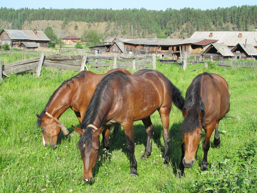 Коняшки - Савелий 