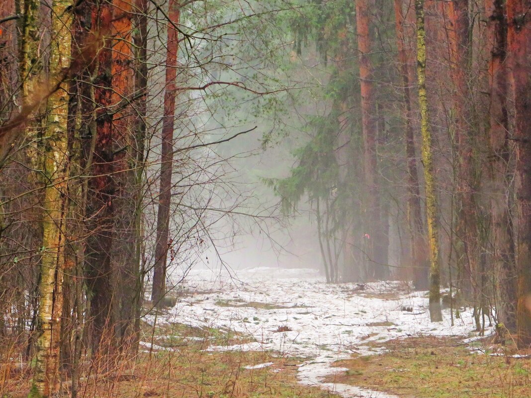 Туман в весеннем лесу - Андрей Снегерёв